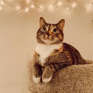 Meet your Posher, Agnes